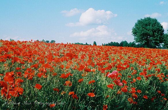 Field of red poppy flowers next to the interstate near Charlotte, NC