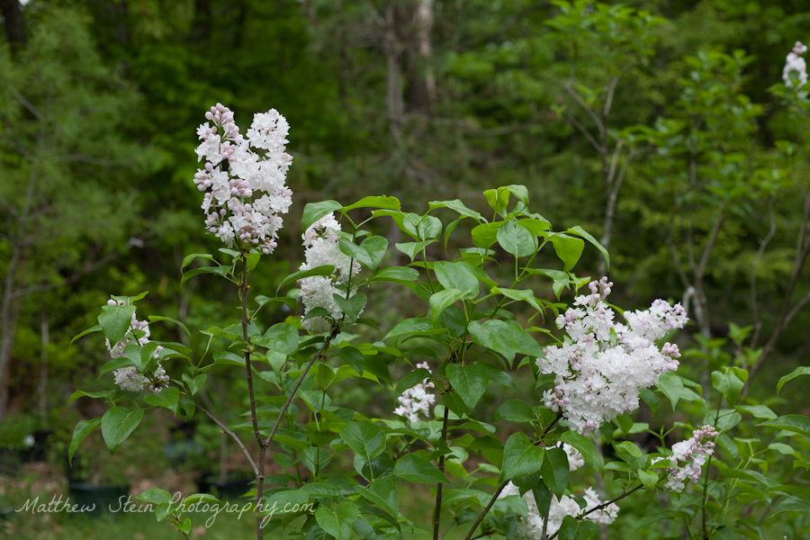 Beauty of Moscow lilac