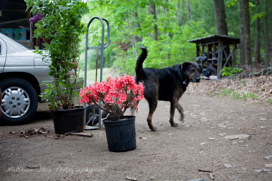 azalea bushes