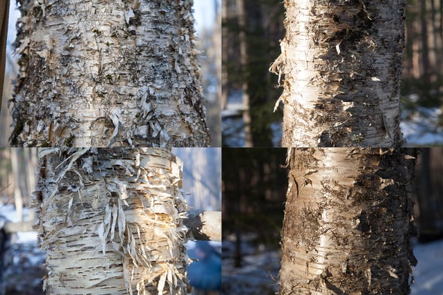 birches.jpg